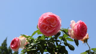 車いすでバラ園へゆったりお出かけ